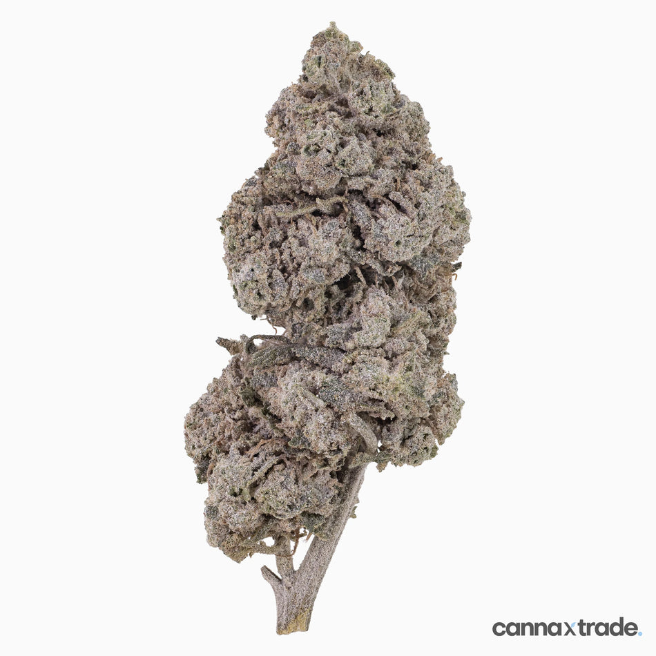 Flower | 'Bubblegum 25' | THCA | Coated | 100g Sample