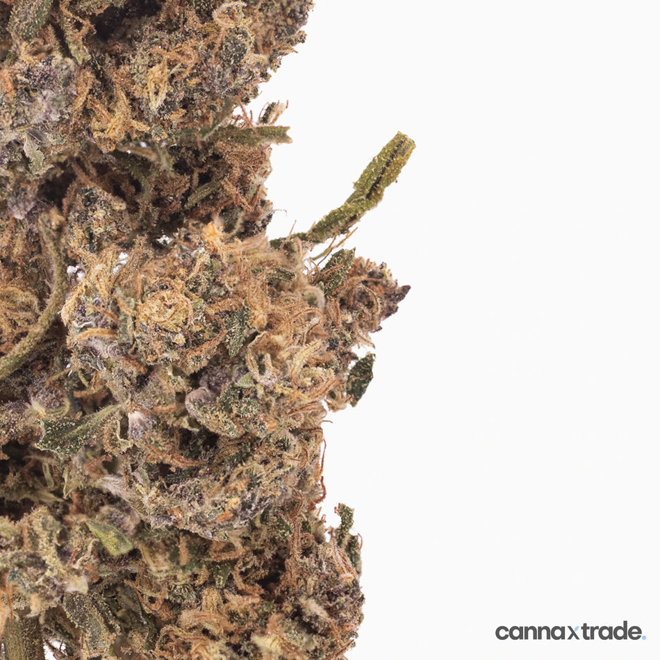 Flower | 'Cheetah Kush' | CBD | 100g Sample