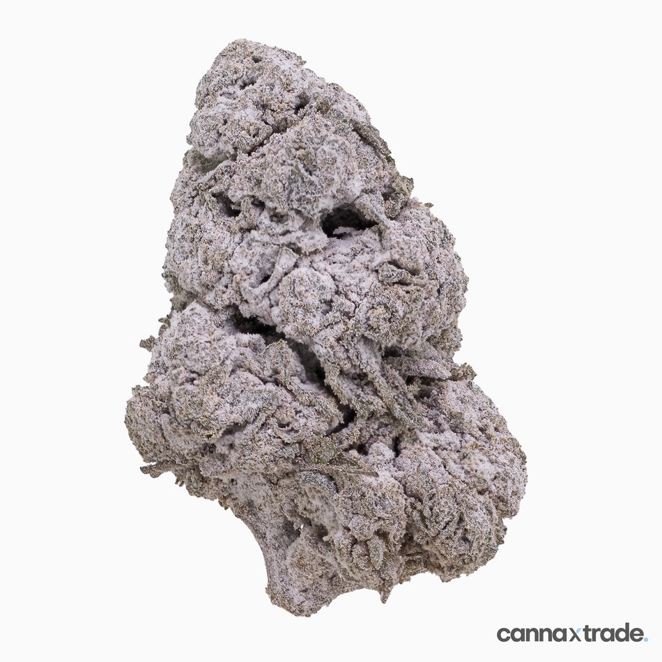 Flower | 'Critical Mass 25' | THCA | Coated | 100g Sample