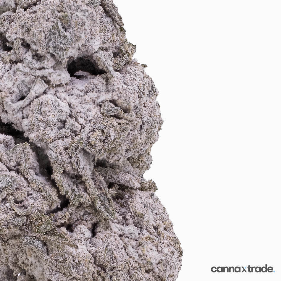 Flower | 'Critical Mass 25' | THCA | Coated | 100g Sample