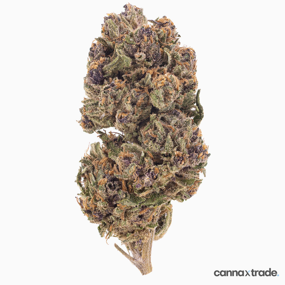 Flower | 'Pink Panther' | CBD | 100g Sample