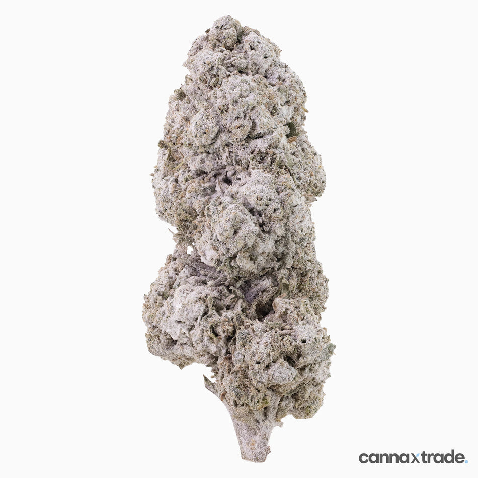 Flower | 'Ice Indoor 24' | THCA | Coated | 100g Sample