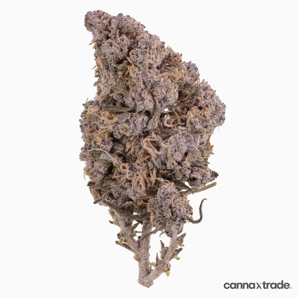 Flower | 'Kitty Indoor 22' | THCA | Coated | 100g Sample