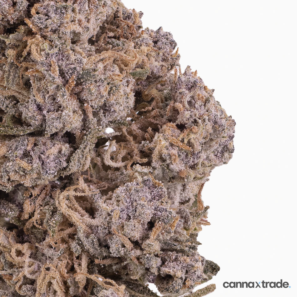 Flower | 'Kitty Indoor 22' | THCA | Coated | 100g Sample