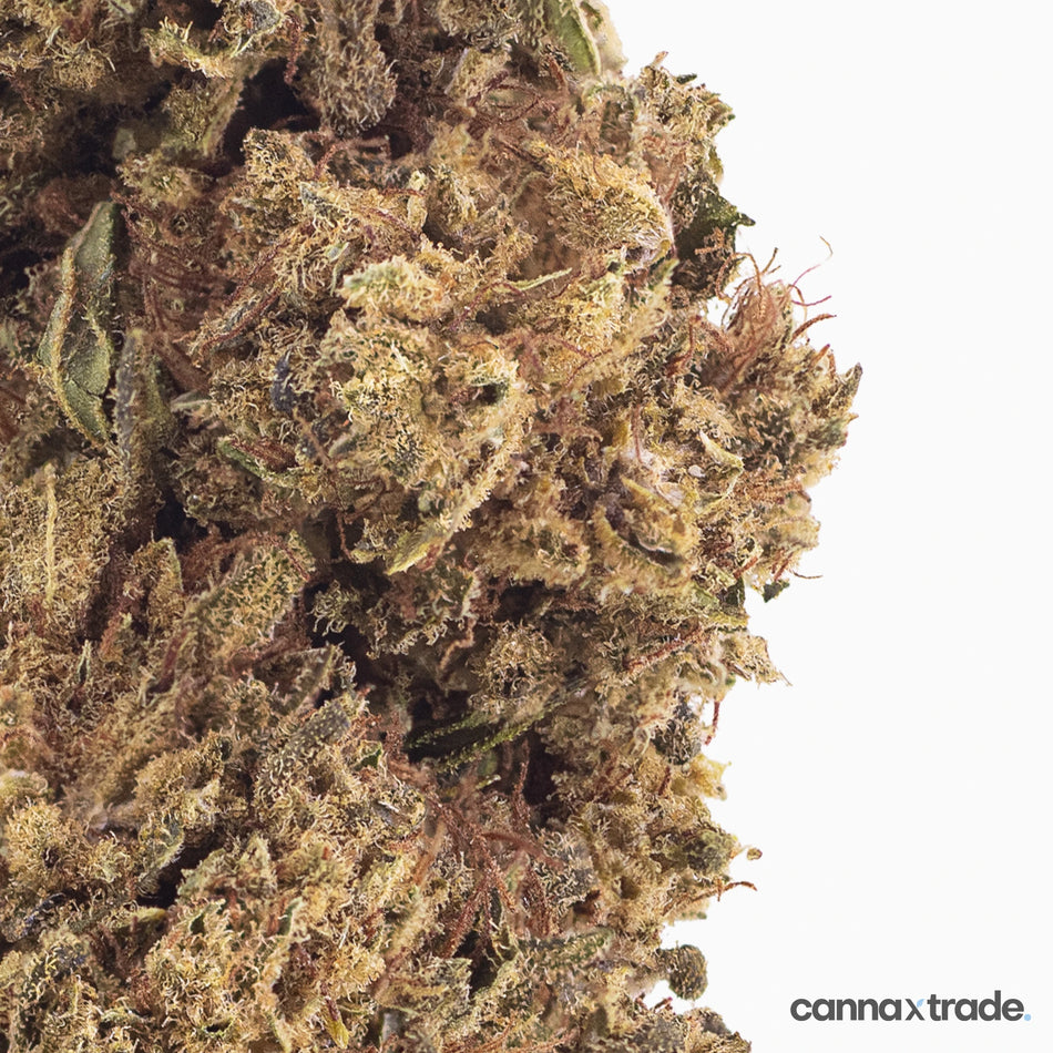 Flower | 'Lemon' | CBD | 100g Sample