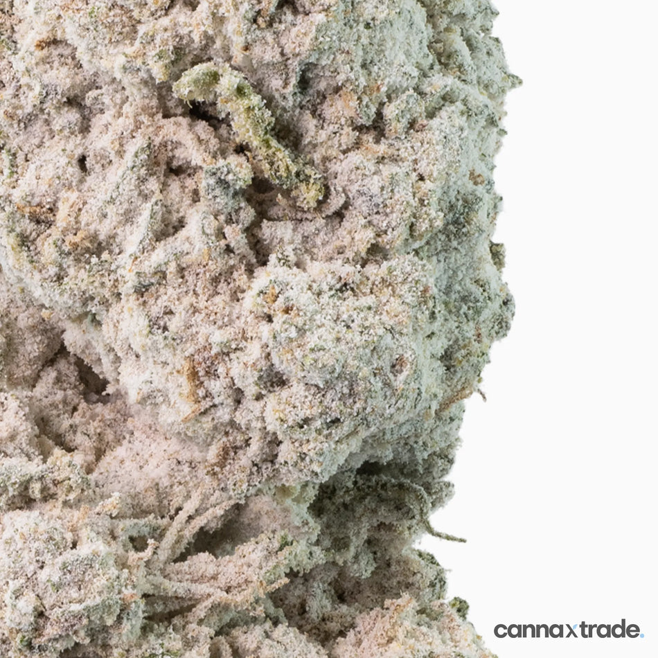 Flower | 'Lemoncello 27' | THCA | Coated | 3g Sample