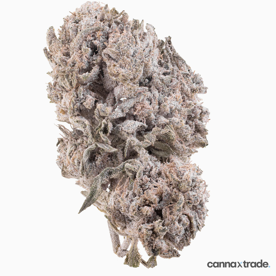 Flower | 'Bubba Kush Glasshouse 24' | THCA | Coated | 100g Sample