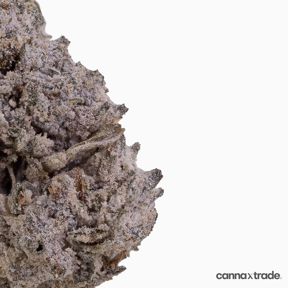 Flower | 'OG Kush 22 Small' | THCA | Coated | 100g Sample