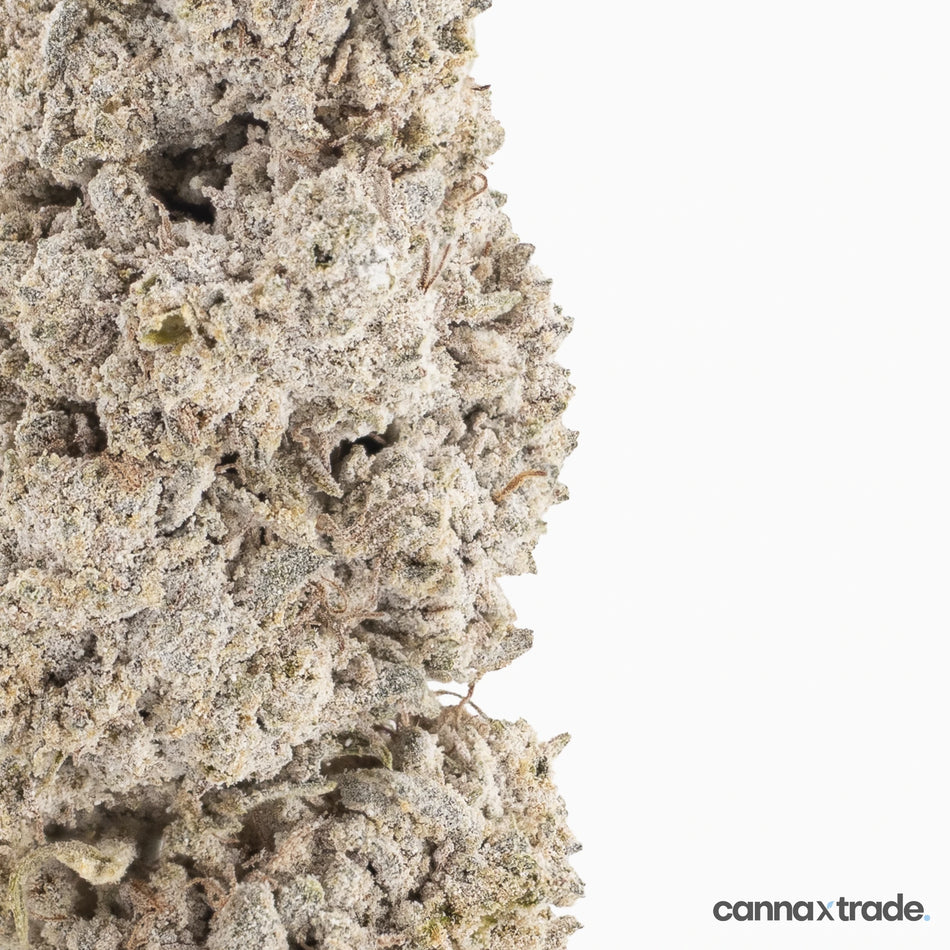 Flower | 'Sapphire 23' | THCA | Coated | 100g Sample