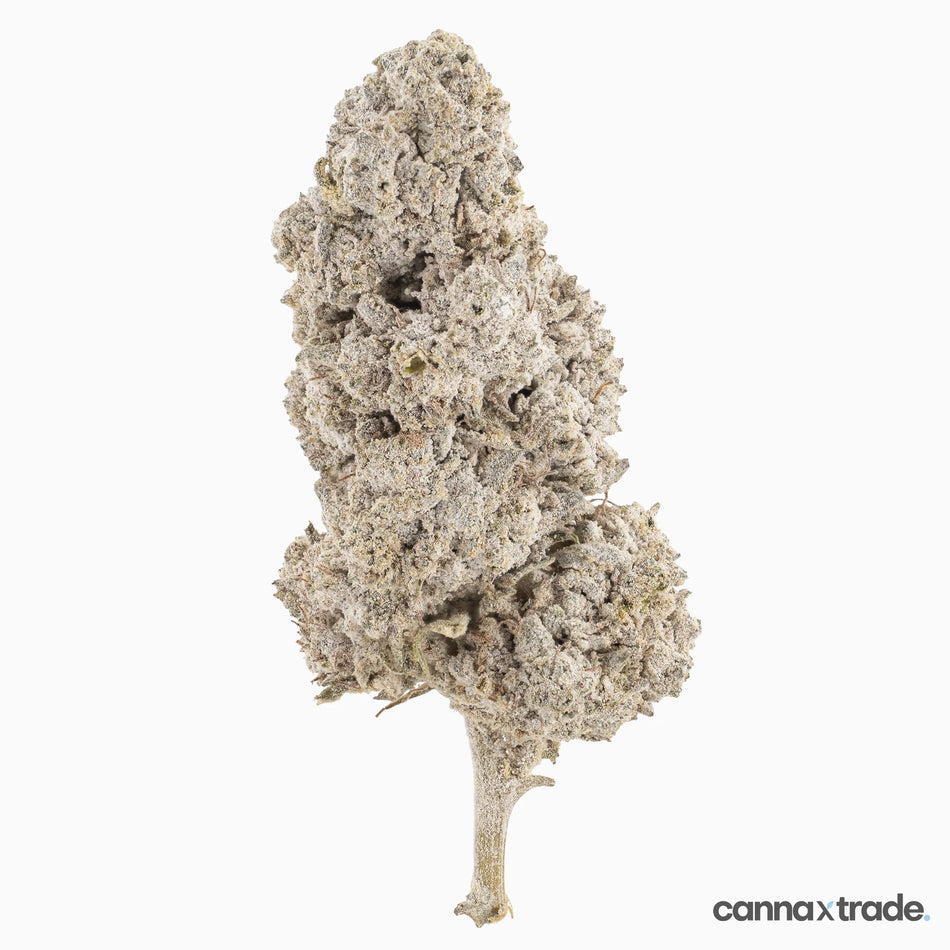 Flower | 'Sapphire 23' | THCA | Coated | 100g Sample