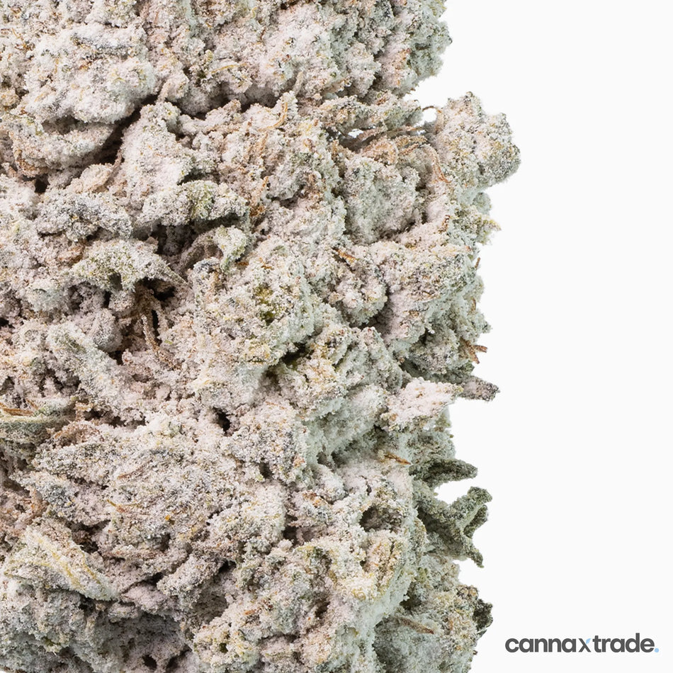 Flower | 'Orange 23' | THCA | Coated | 3g Sample