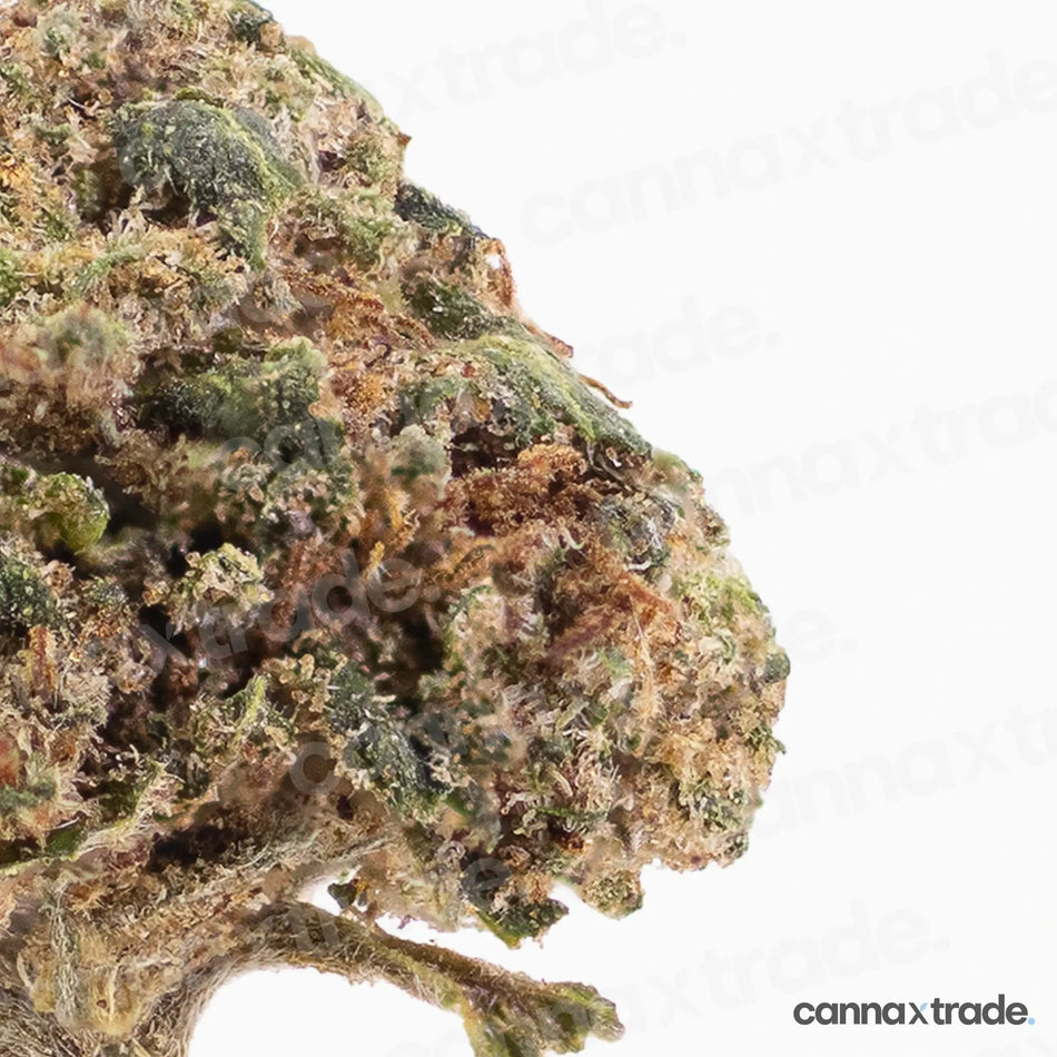 Flower | 'Orange Small Buds' | CBD | 100g Sample