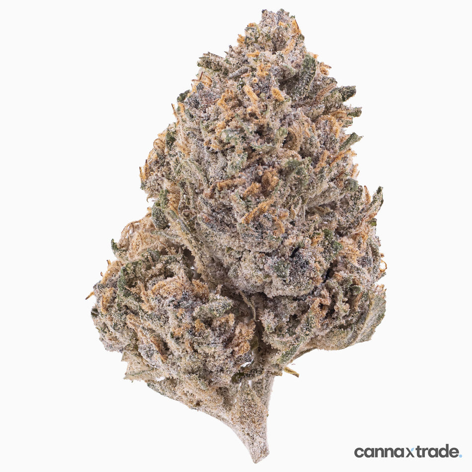 Flower | 'Pink Panther Glasshouse 24' | THCA | Coated | 100g Sample