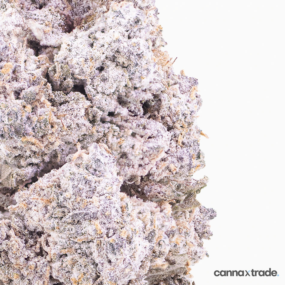 Flower | 'Purple Candy 24' | THCA | Coated | 100g Sample