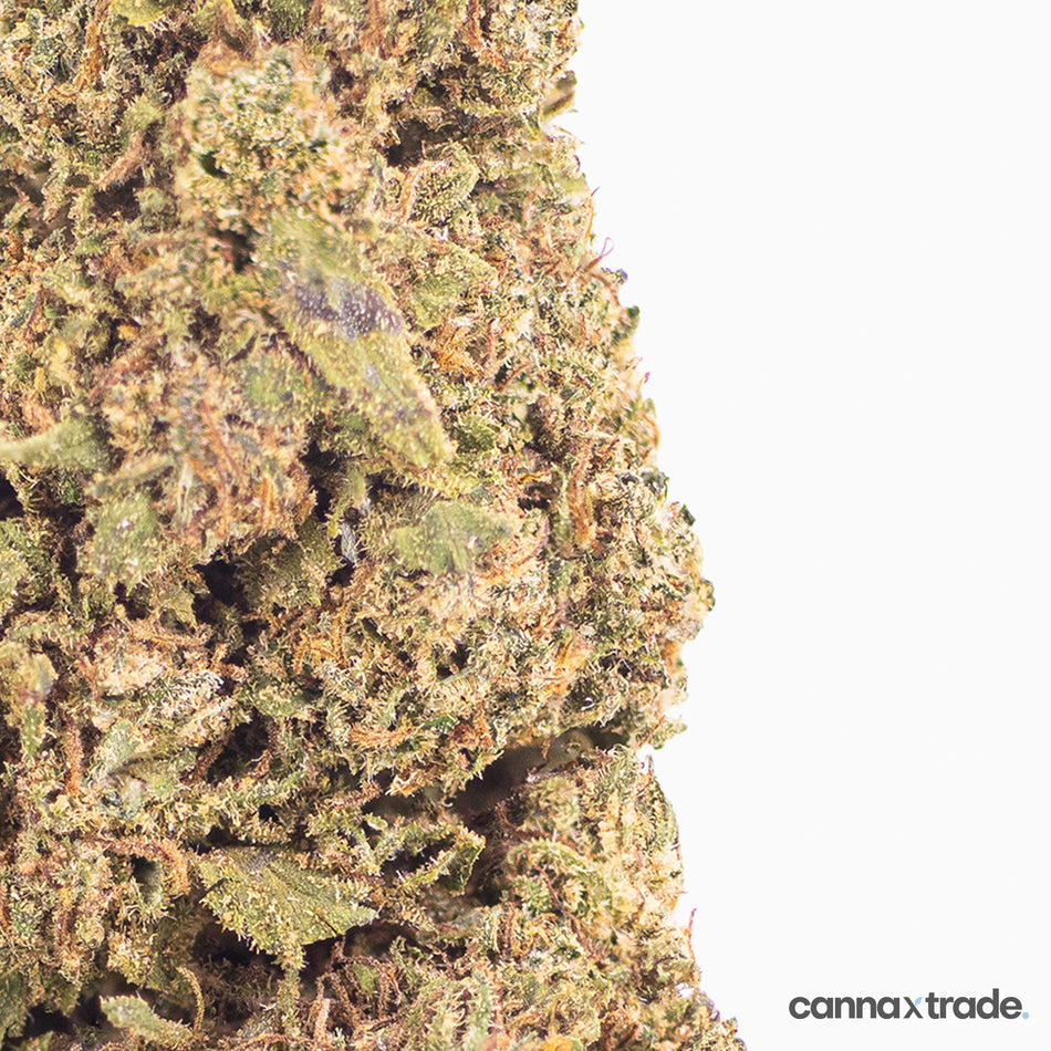 Flower | 'Raspberry Kush' | CBD | 100g Sample