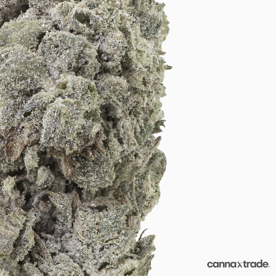 Flower | 'Amnesia Glasshouse 23' | THCA | Coated | 100g Sample