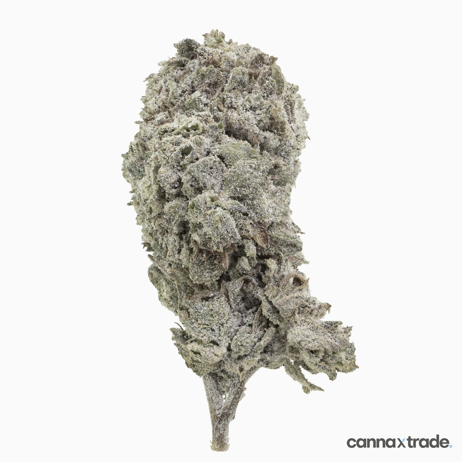 Flower | 'Amnesia Glasshouse 23' | THCA | Coated | 100g Sample