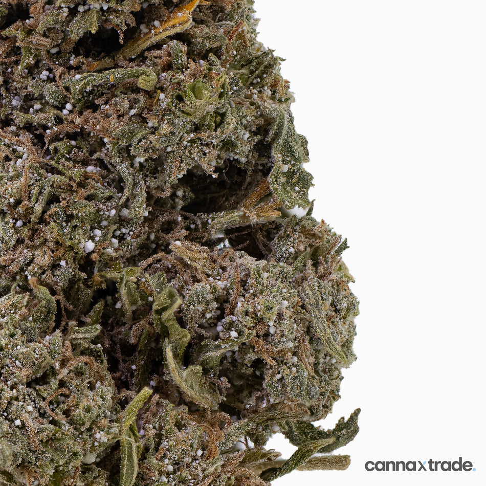 Flower | 'Bangkok Sativa 23' | THCA | Coated | 100g Sample